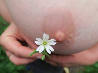 I think the latin name for it is nipplus beautificus. Not sure about the flower