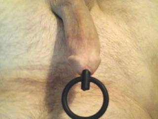 A nice full hard plugged cock, Would you like to pull my ring?