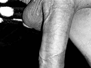 Black and white cock