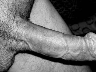 Black and white cock