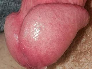 Big beautiful suckable dripping glans dick cock head ready to cum