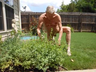 Cutting the Oregano back , and being naked in the yard