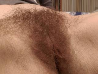 my thick hairy bush in all its glory before hubby trimmed it. would you enjoy my untamed bush ?