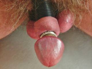 Cock with rubber rings on shaft, foreskin rolled back and silver glans rings behind head.